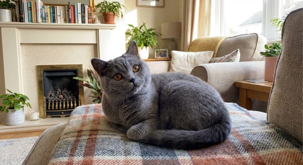 A charming British Shorthair cat showcasing its calm, affectionate personality