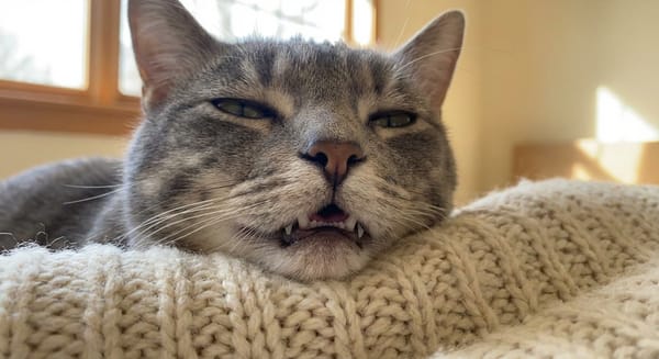 A cat with healthy teeth, illustrating a dental care routine for cats