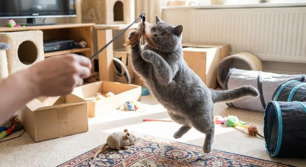 Panther 21-Piece Cat Toy Set – Endless Fun for Your Feline