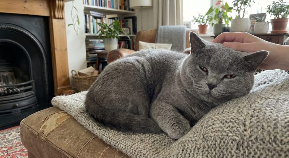 Lifelong British Shorthair Care: Senior Tips & Wellness | Part 10